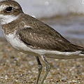 Siberian Sand Plover<br />Canon EOS 7D + EF400 F5.6L